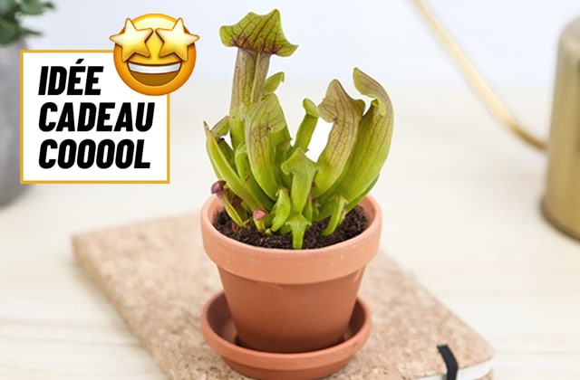 idée cadeau cool plante carnivore