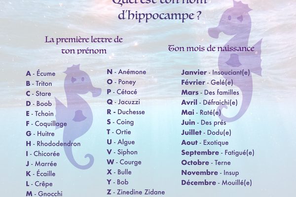 ton-nom-hippocampe ton-nom-hippocampe