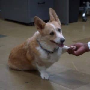 Quel membre du squad de Brooklyn Nine-Nine es-tu ?