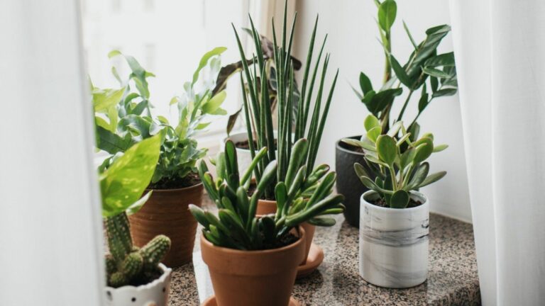 plantes-bord-fenetre