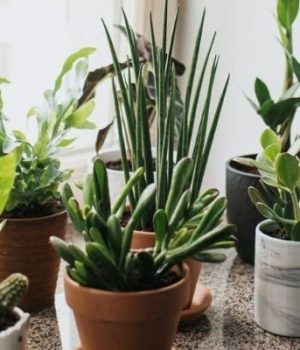 plantes-depolluantes-appartement