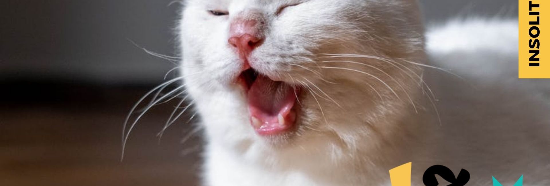 Les Chats Qui Courent Apres Avoir Fait Caca C Est Quoi Leur Probleme Madmoizelle Les Chats Qui Courent Apres Avoir Fait Caca C Est Quoi Leur Probleme Madmoizelle