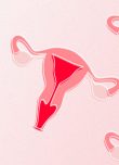 illustration d'uterus