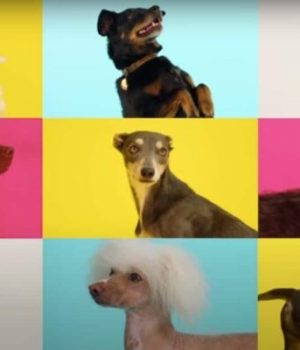 « chanson-de-noel-chien-test »