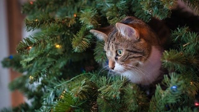 Cadeaux de Noël pour mon chat : 12 idées géniales 