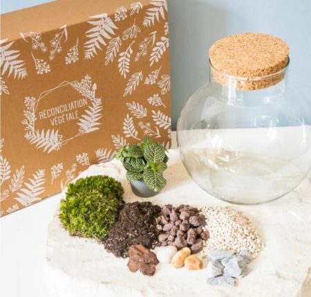 Kit DIY terrarium