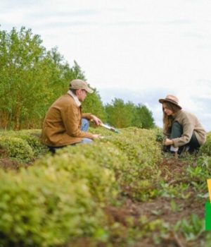 couple dans un potager