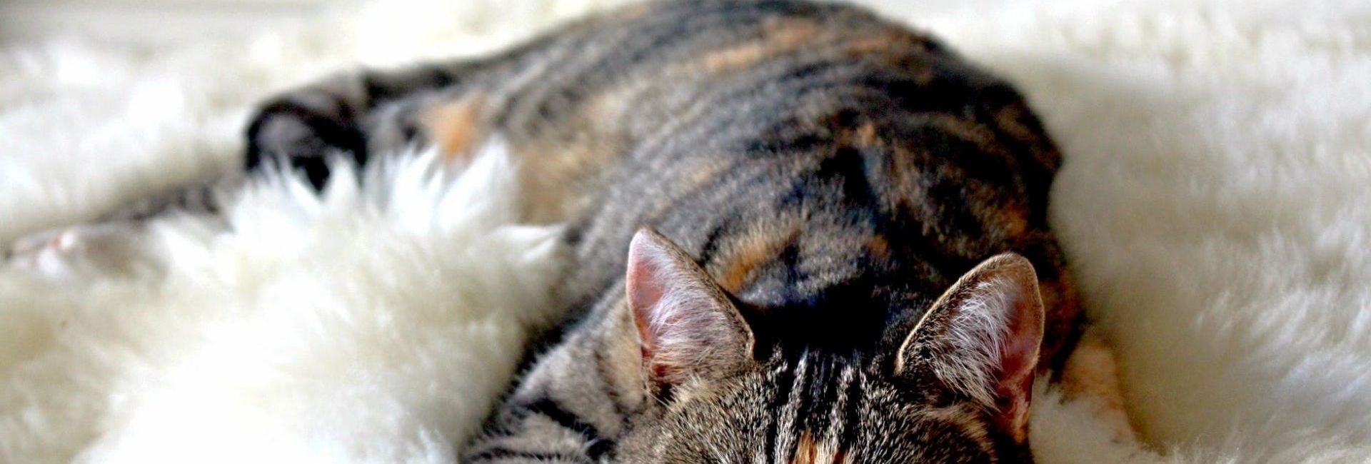 Legende Ou Danger Etre Enceinte Et Avoir Un Chat C Est Dangereux Ou Pas Madmoizelle