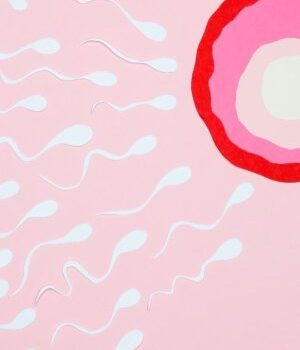 spermatozoide