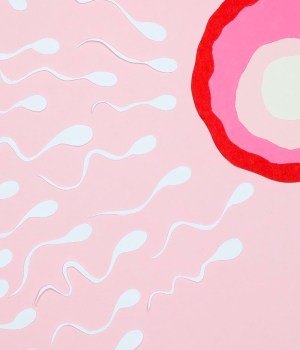 spermatozoide