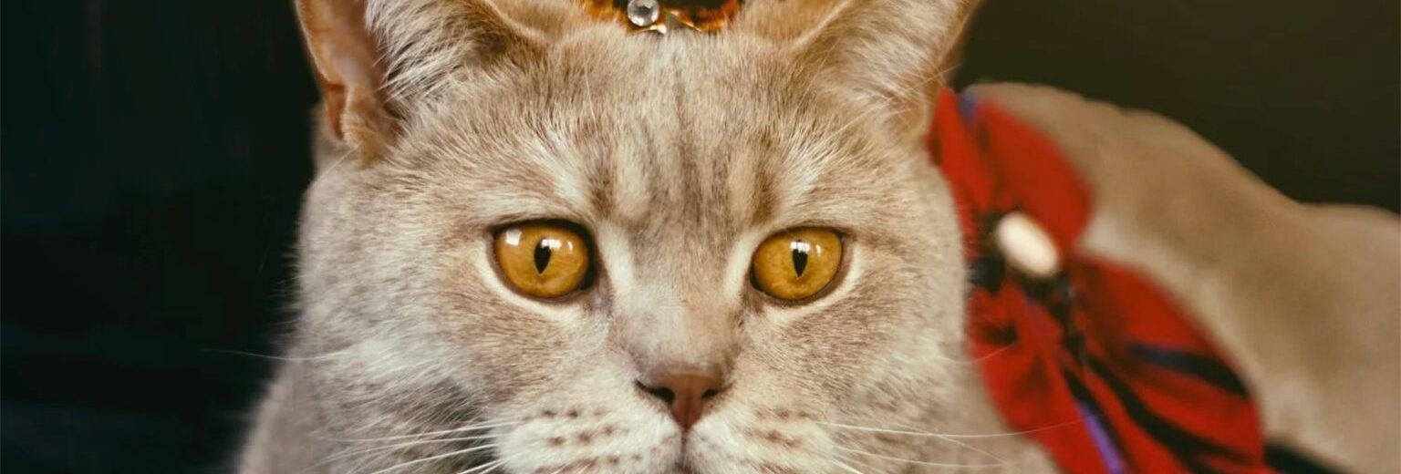 Un chat portant une petite couronne