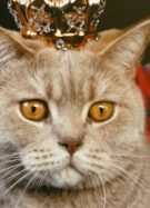 Un chat portant une petite couronne