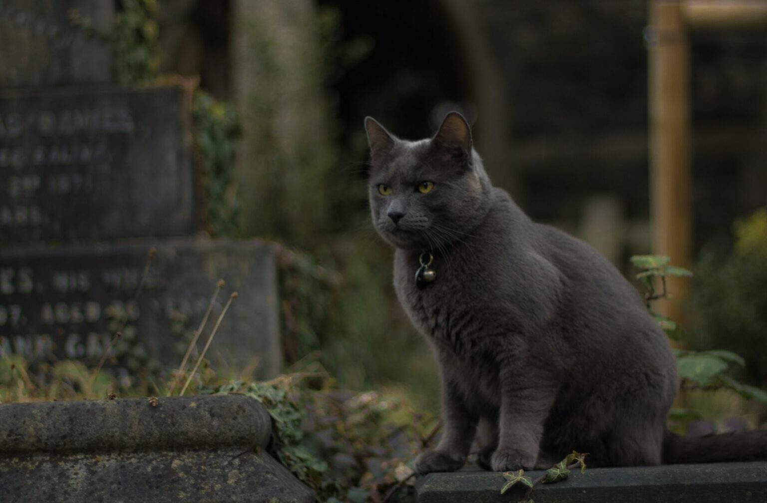 Un chat dans un cimetière. Un chat dans un cimetière.