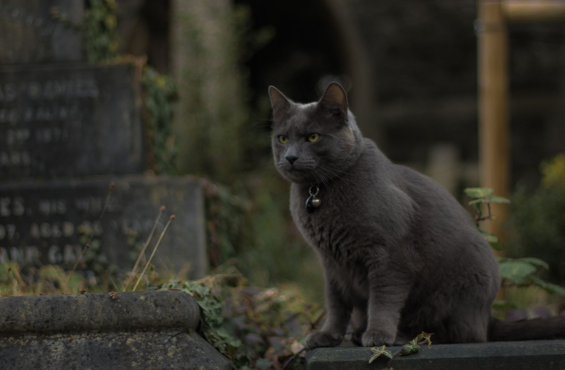 Un chat dans un cimetière.