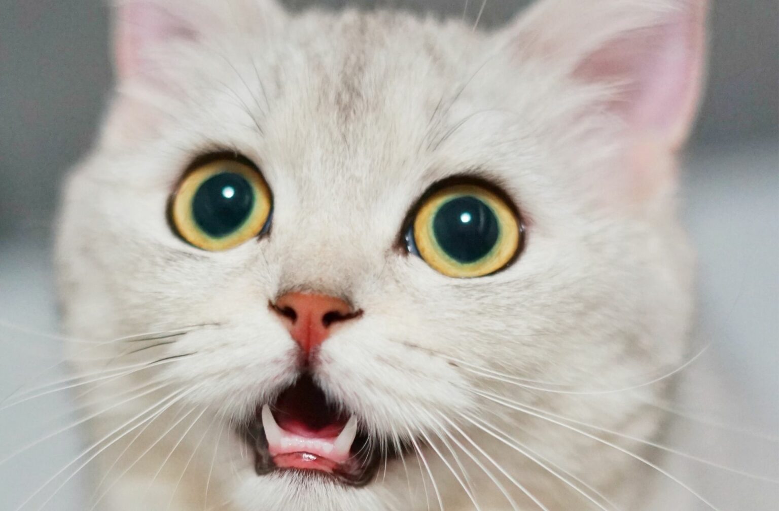 Un chat les yeux grands ouverts. Un chat les yeux grands ouverts.