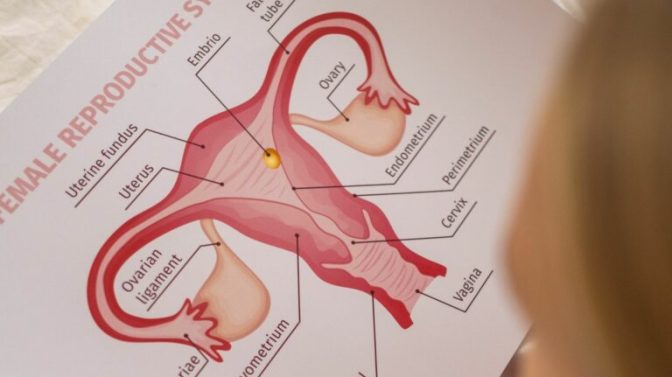 Schéma de l'appareil génital de la femme Schéma de l'appareil génital de la femme
