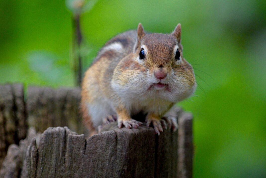 1280px-Chipmunk_with_Full_Cheeks 1280px-Chipmunk_with_Full_Cheeks