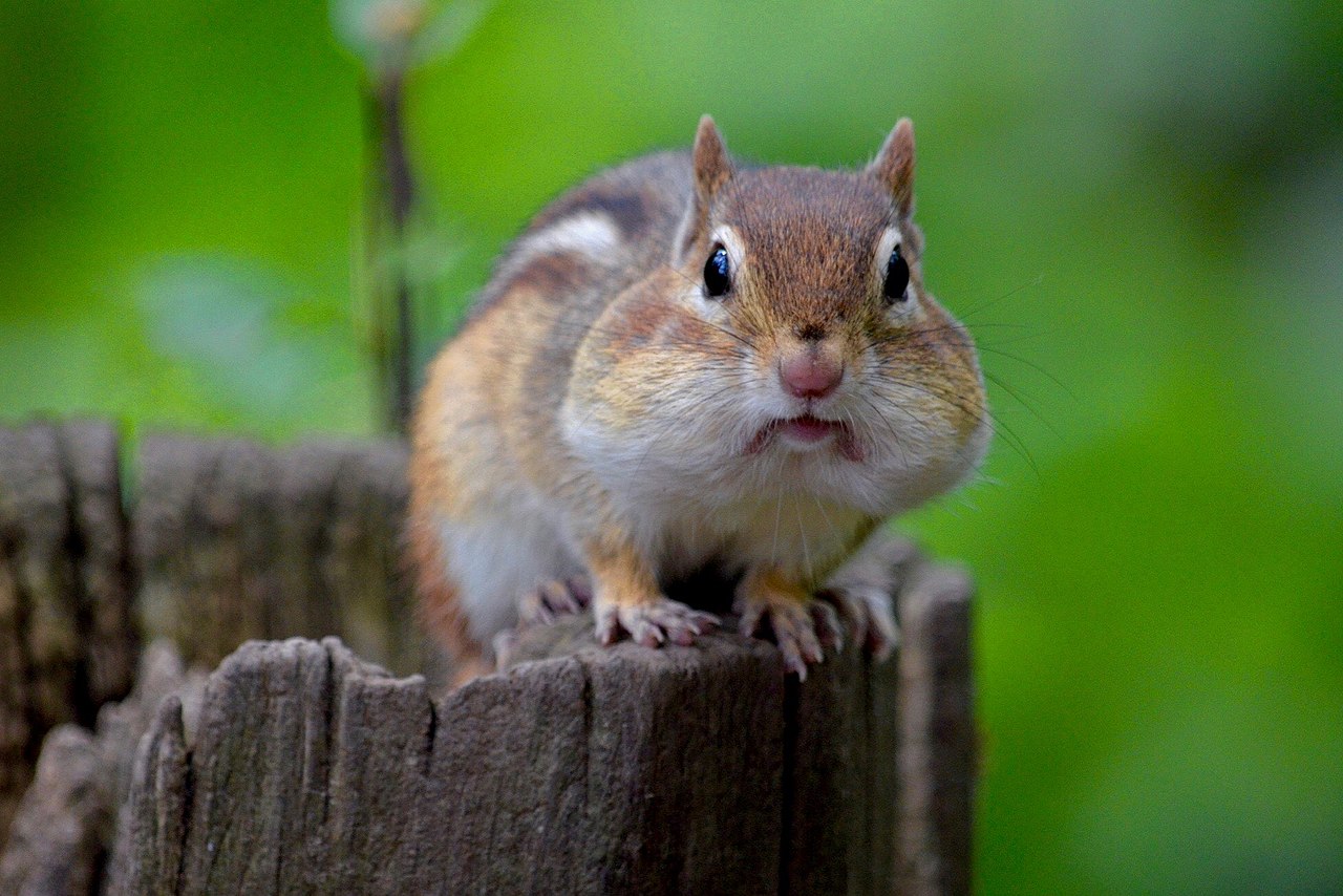 1280px-Chipmunk_with_Full_Cheeks