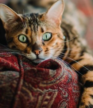 caleb-woods-unsplash-chat-loi-maltraitance-animale