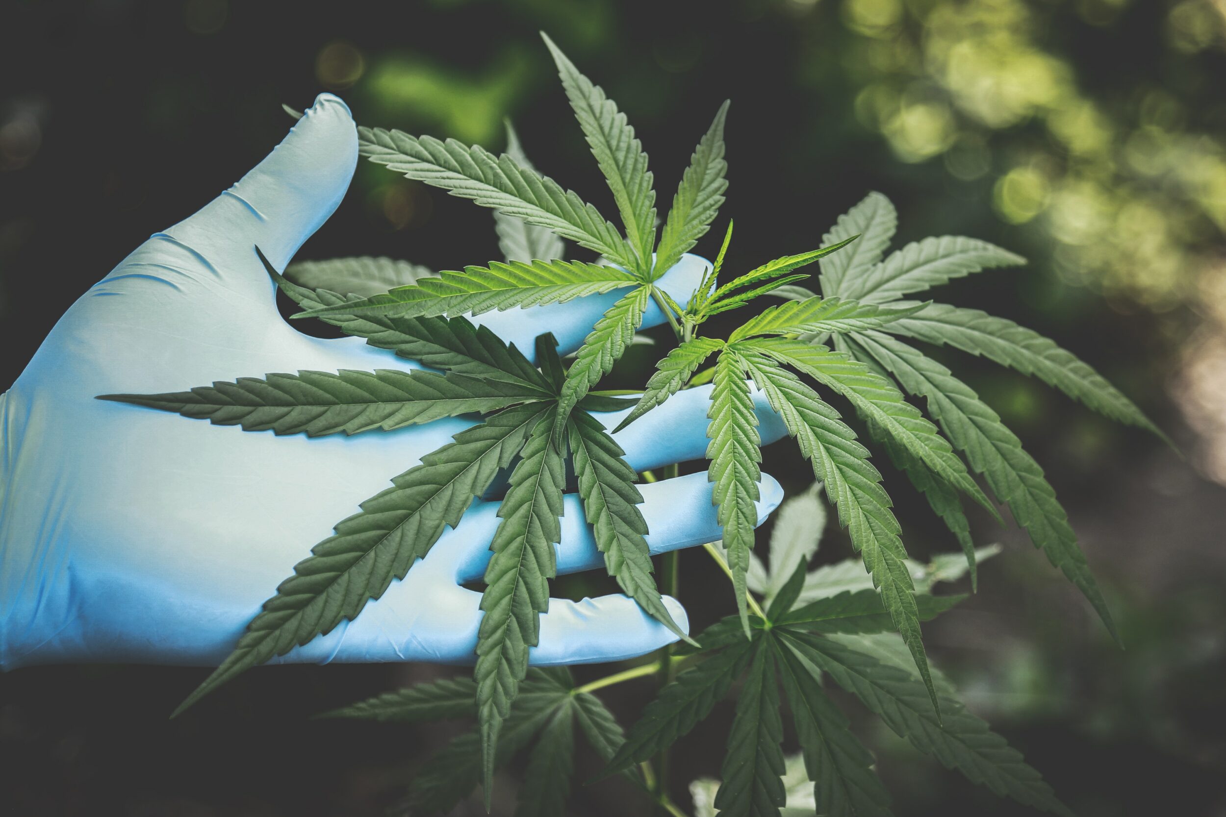 Feuilles de cannabis