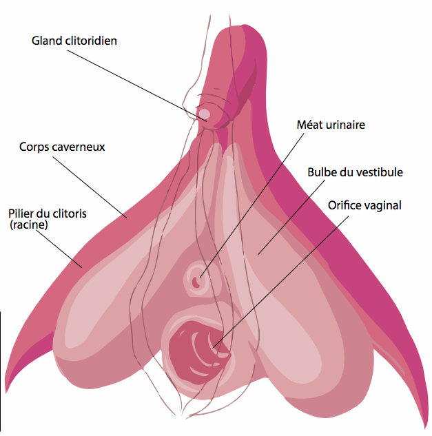 schema-clitoris