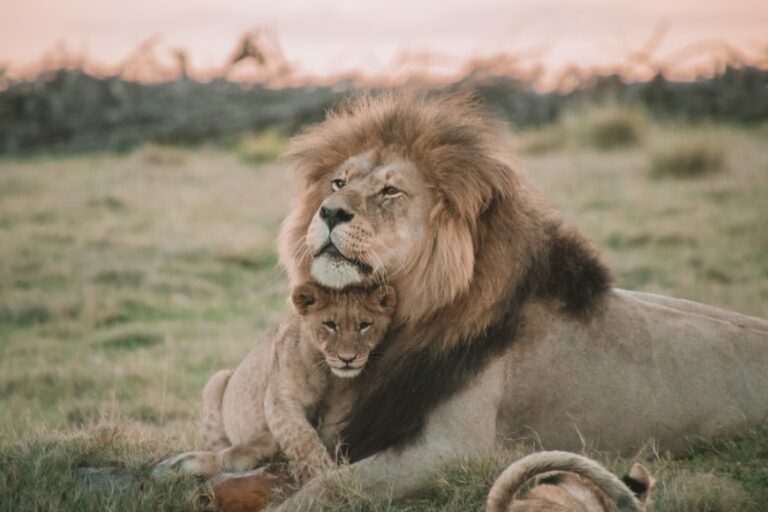 Lions Lions
