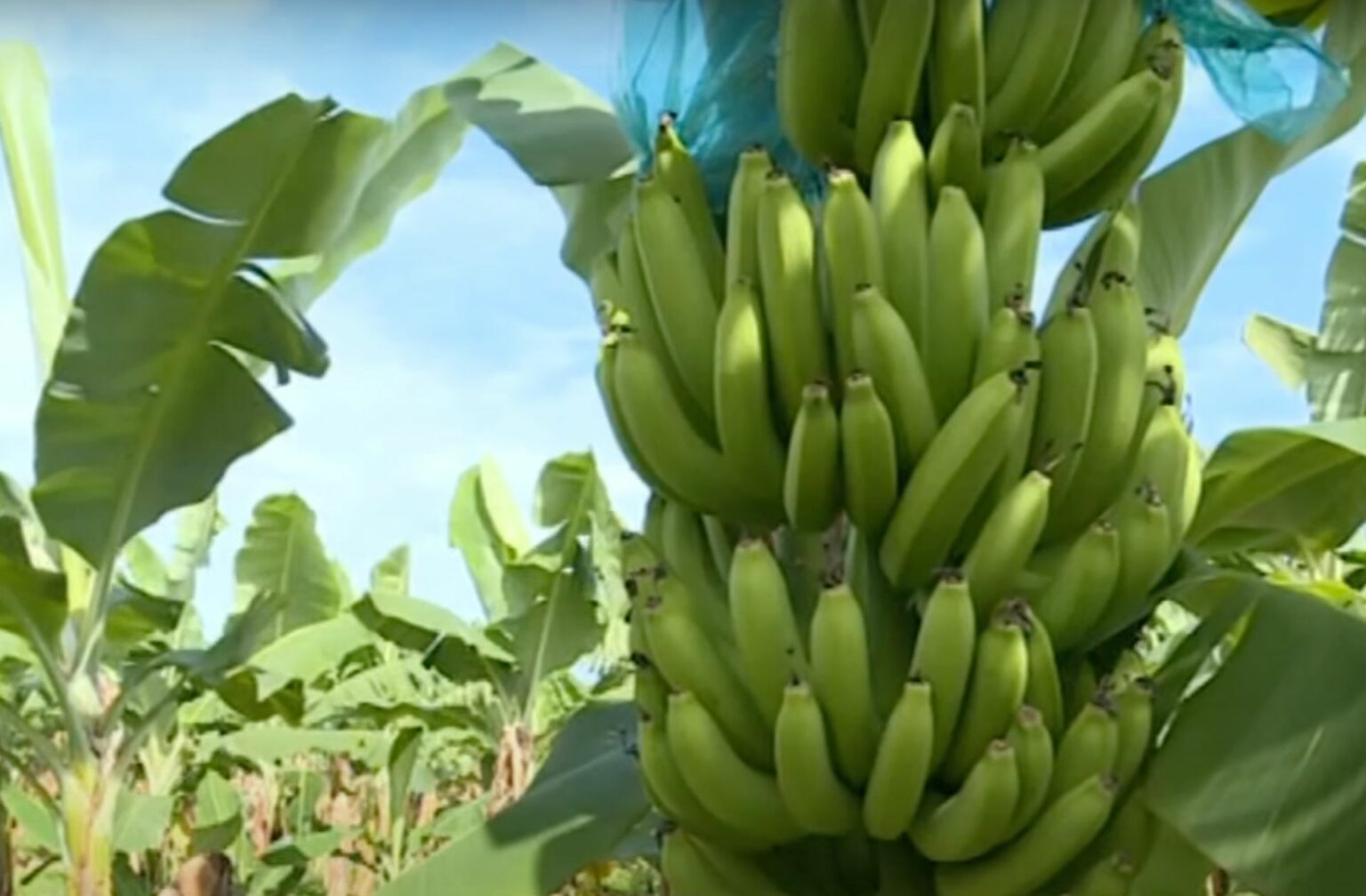 bananeraie-guadeloupe-Samedi-a-tout-prix-France5- bananeraie-guadeloupe-Samedi-a-tout-prix-France5-