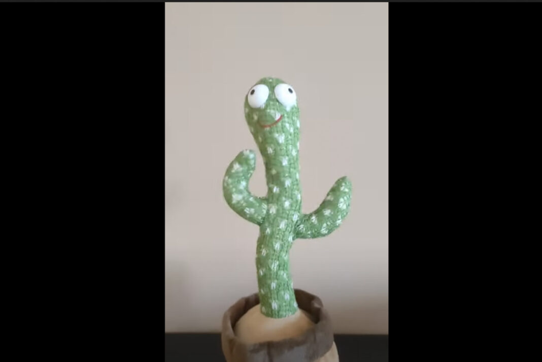 cactus cactus