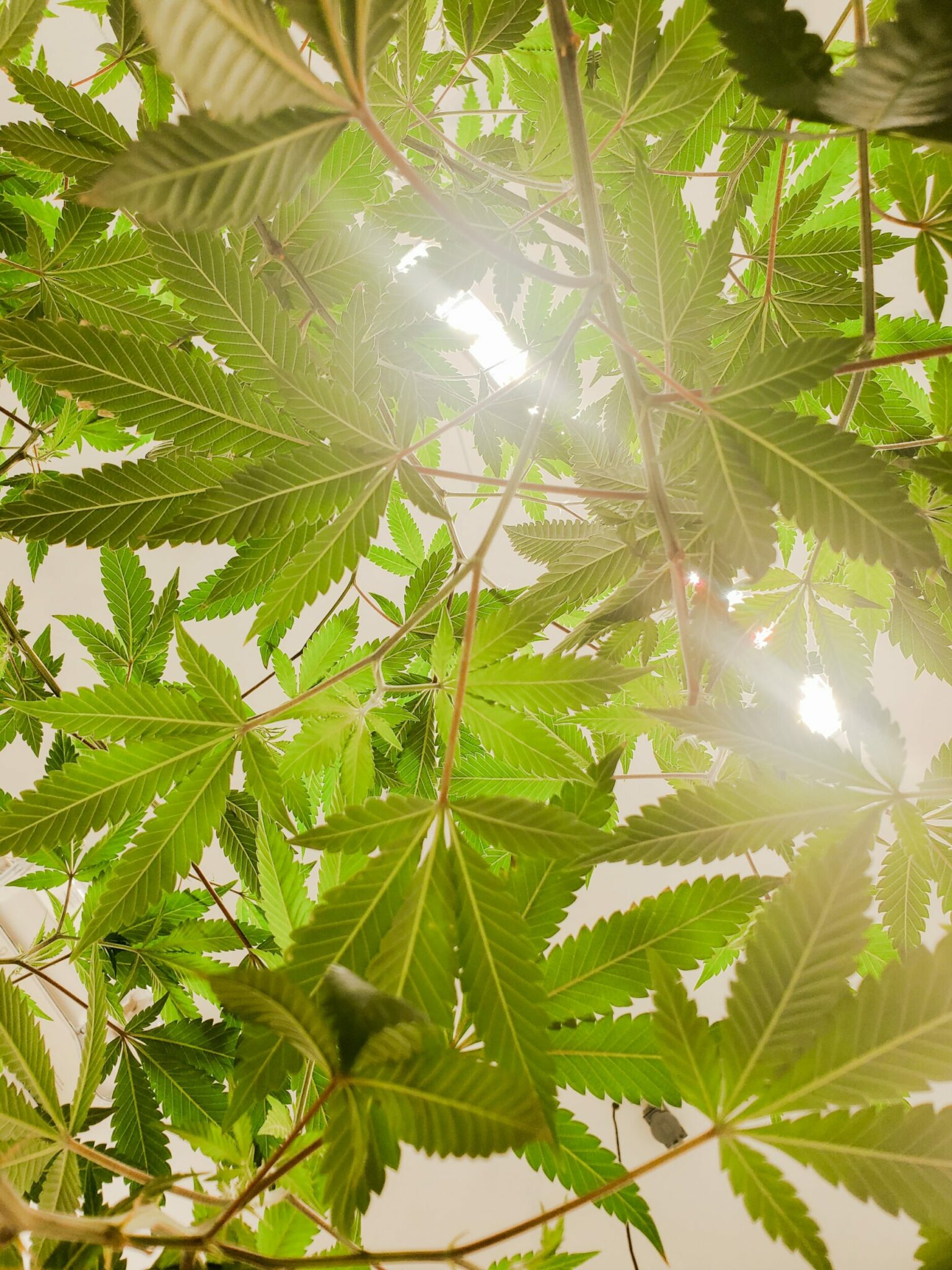 Beauty focus on CBD, this sulphurous active ingredient with multiple talents Beauty focus on CBD, this sulphurous active ingredient with multiple talents