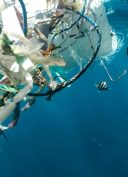 naja-bertolt-jensen-unsplash-pollution-plastique-oceans-WWF