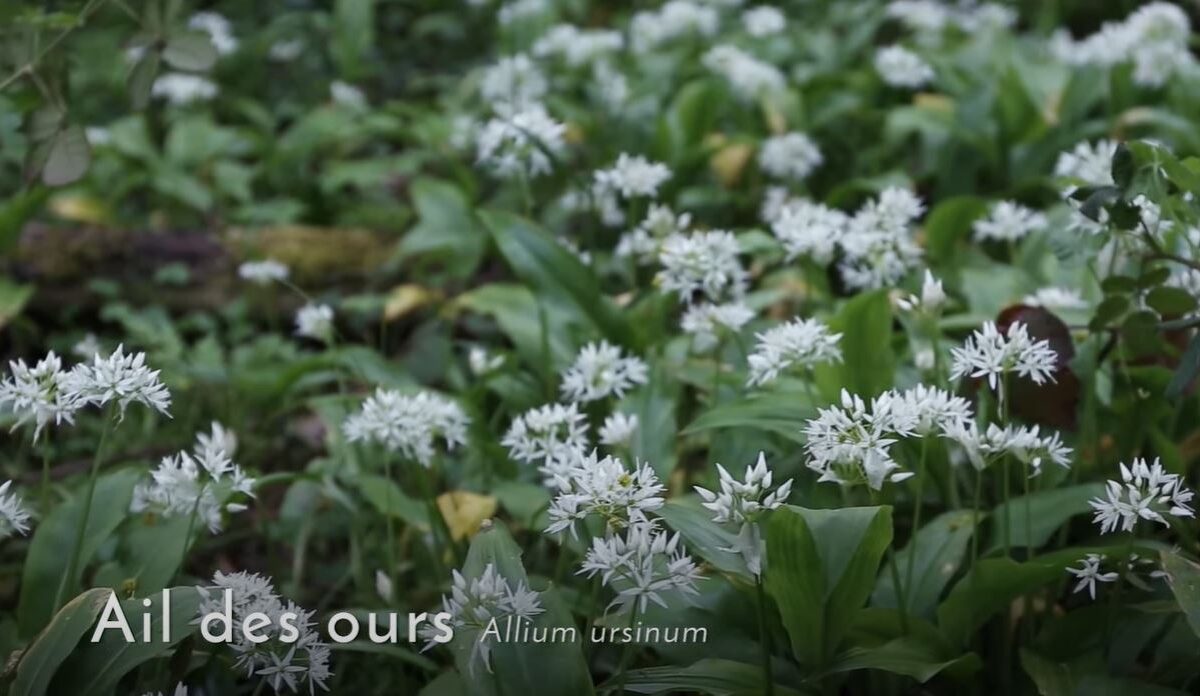 ail_des_ours ail_des_ours