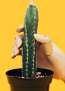 masturbation-poumons-santé-covid19-insolite