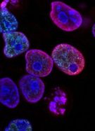 national-cancer-institute-L7en7Lb-Ovc-unsplash