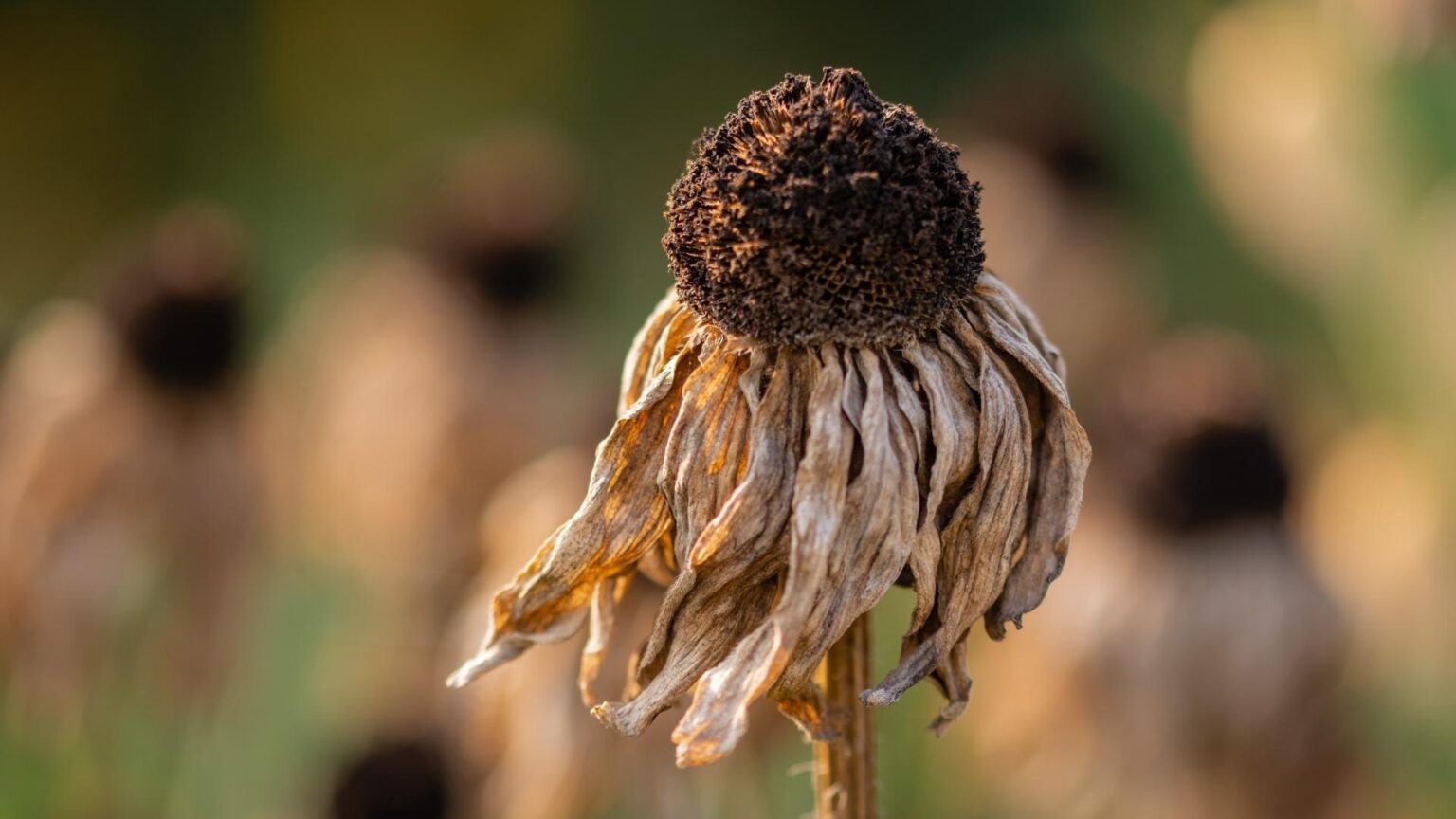 chaleur-canicule-santé-mentale-france-psychologie-femme-feminisme-ecoanxiété-stress-agressivité- chaleur-canicule-santé-mentale-france-psychologie-femme-feminisme-ecoanxiété-stress-agressivité-