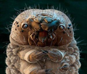 Demodex Demodex