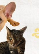 animal-chat-chien-lapin-animalerie-new-york