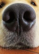 chien-maladie-de-crohn