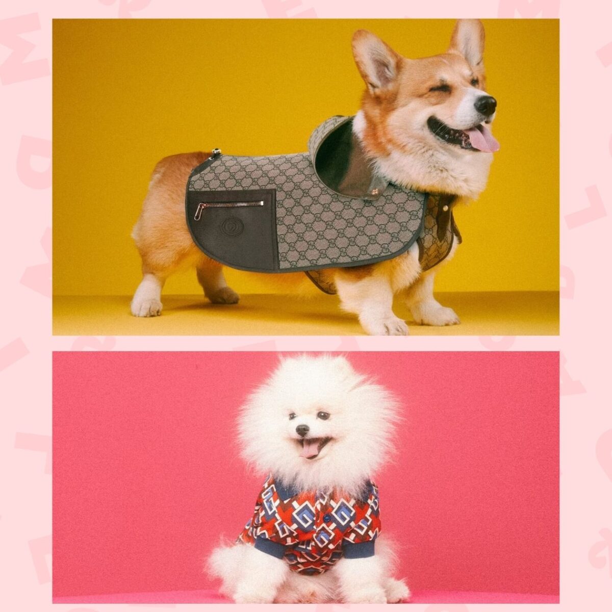 Des vêtements Gucci pour animaux Des vêtements Gucci pour animaux