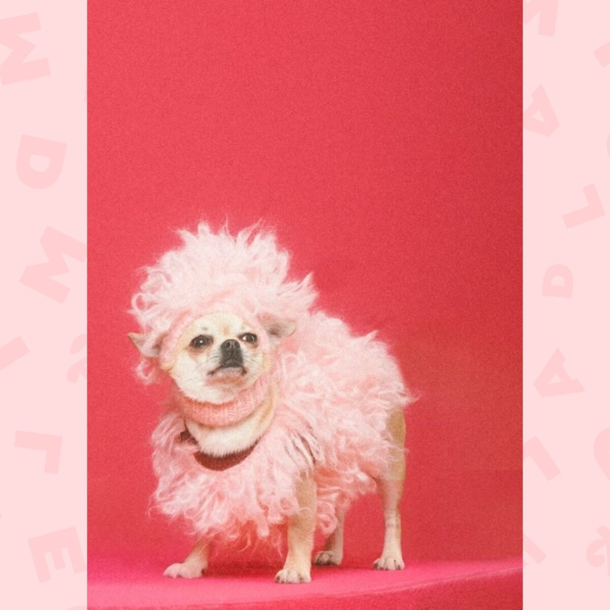 Des vêtements Gucci pour chien Des vêtements Gucci pour chien