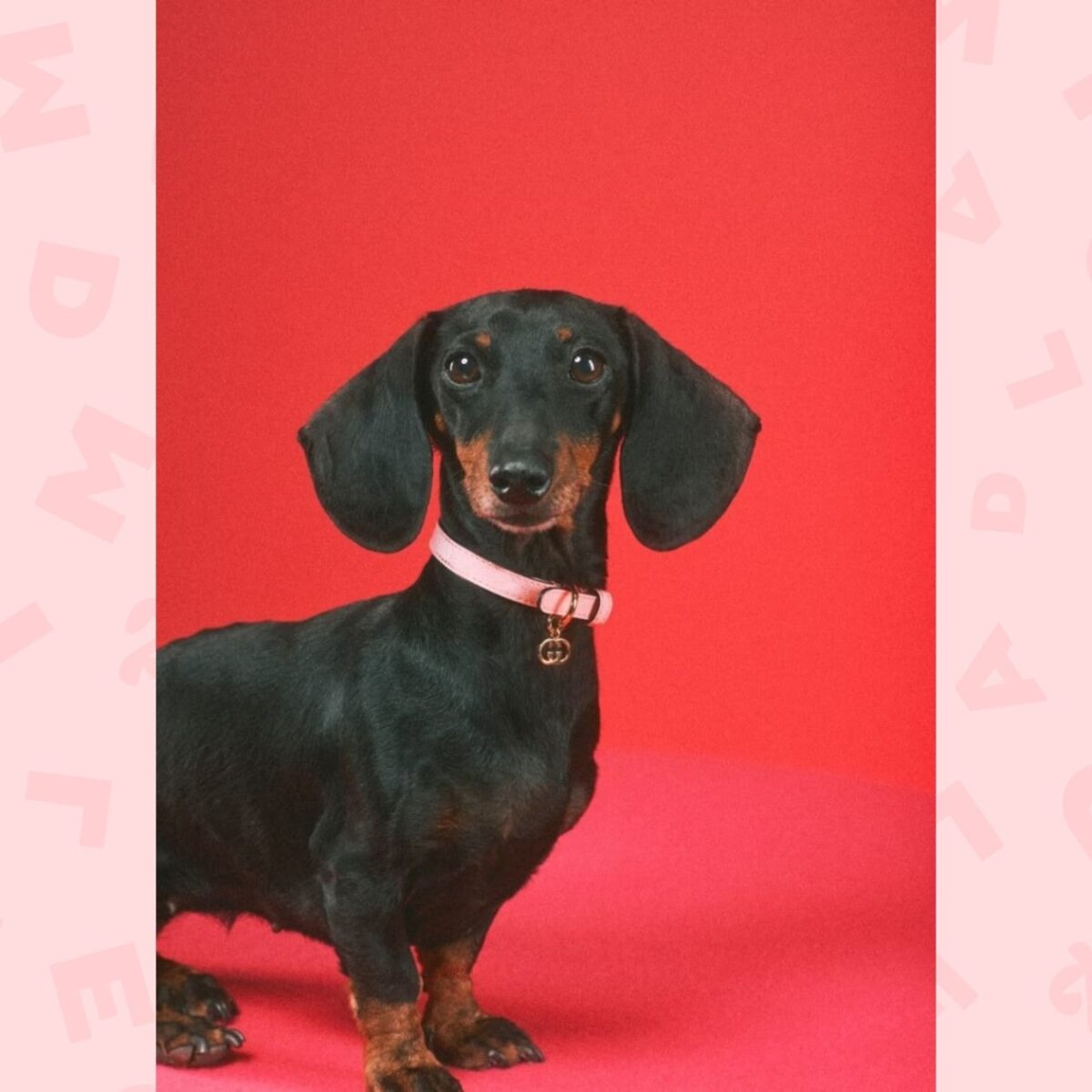 Du Gucci pour chien Du Gucci pour chien