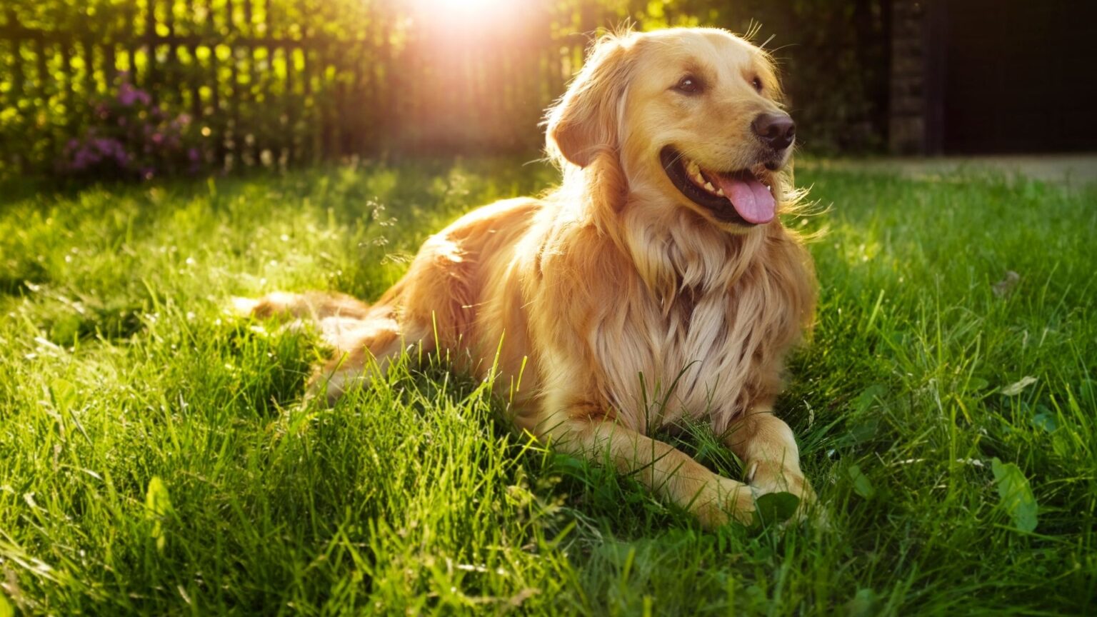 golden-retriever golden-retriever