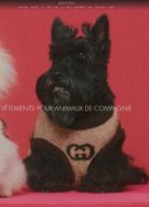 Gucci pour animaux de compagnie, aussi kiki que hors de prix