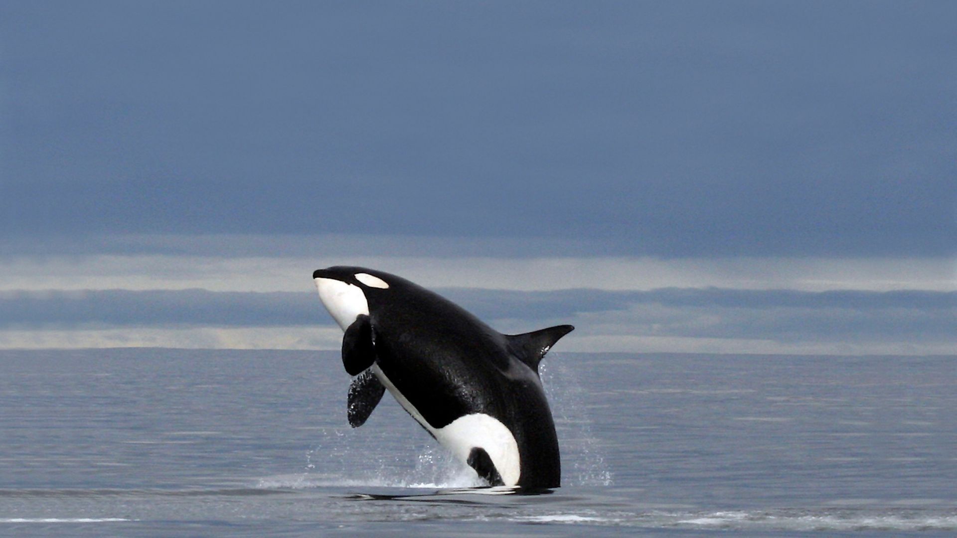 Orca hopper i havet