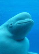 beluga-seine
