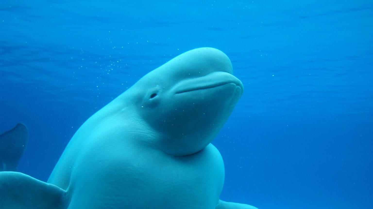 beluga-seine beluga-seine
