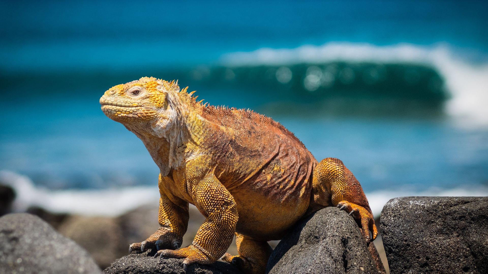 Iguane kiffant sa vie au soleil sur les îles Galápagos 