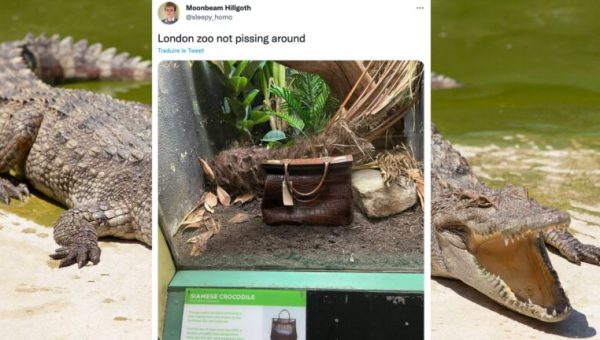 Le zoo de Londres troque un crocodile par un sac pour alerter sur les animaux en voie d’extinction