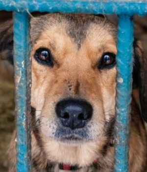 chien-abandon-cage chien-abandon-cage