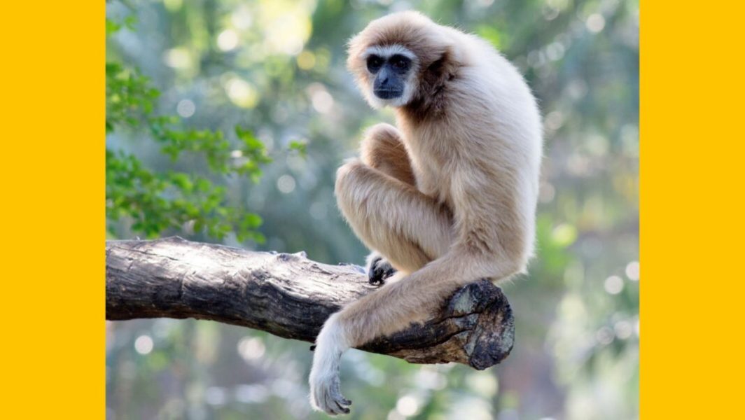 PETA appelle au boycott du lait de coco de Hello Fresh, fourni par des singes maltraités