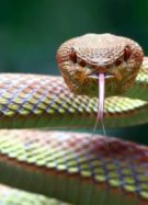 Fun fact, les clitoris des femelles serpents (aussi) étaient jusqu’à présent négligés par la science